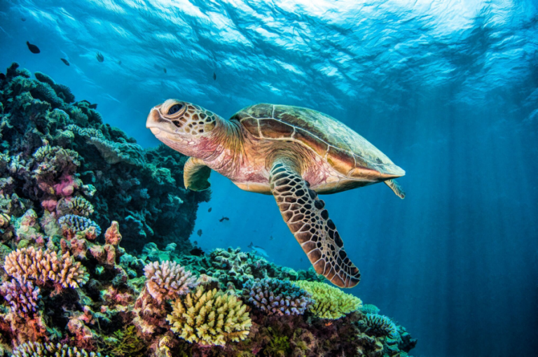 Top 4 Places to Swim and Dive with Turtles Oceanic Worldwide